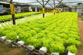 grow-hydroponics-plants